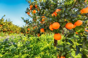 Orange Farming in Hindi: इस प्रकार करें संतरे की उन्नत किस्मों की खेती बदल जायेगी किसानों की किस्मत, आइए जानें Khetivyapar पर