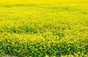 Mustard Farming: बेहतर उत्पादन और बंपर मुनाफे के लिए किसान करें सरसों की खेती, जाने संपूर्ण जानकारी, आइए Khetivyapar पर जानें