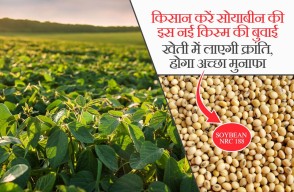 Soybean Cultivation in Hindi: किसान करें सोयाबीन की इस नई किस्म की बुवाई खेती में लाएगी क्रांति, होगा अच्छा मुनाफा, आइए Khetivyapar पर जानें