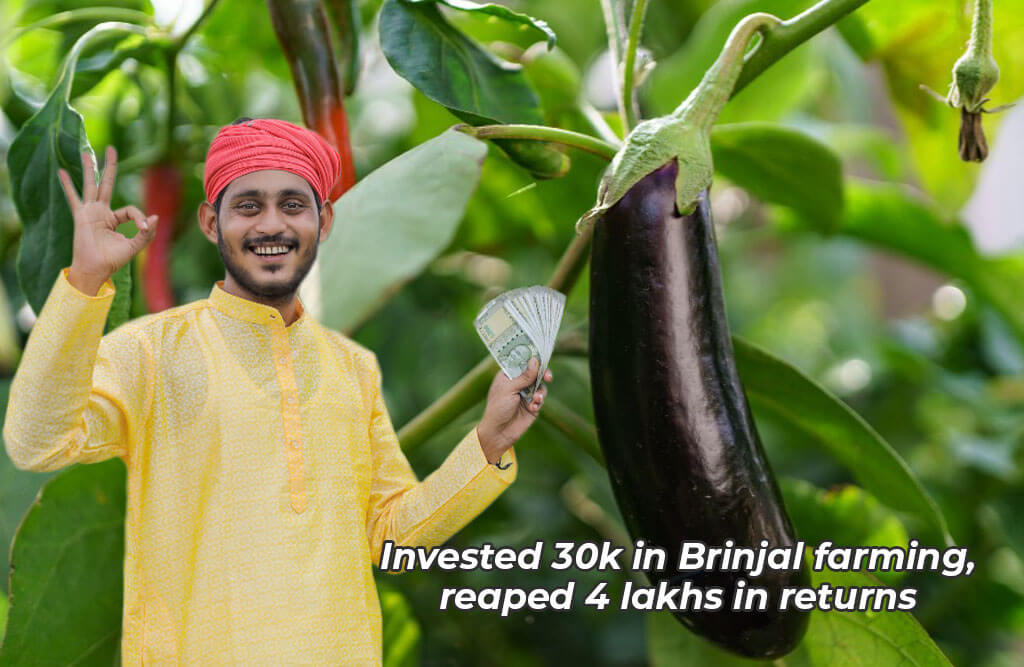 Brinjal Cultivation | 30 हजार खर्च कर उगाए बैंगन, कमा डाले 4 लाख रुपये जानें इस किसान का सक्सेस फॉर्मूला