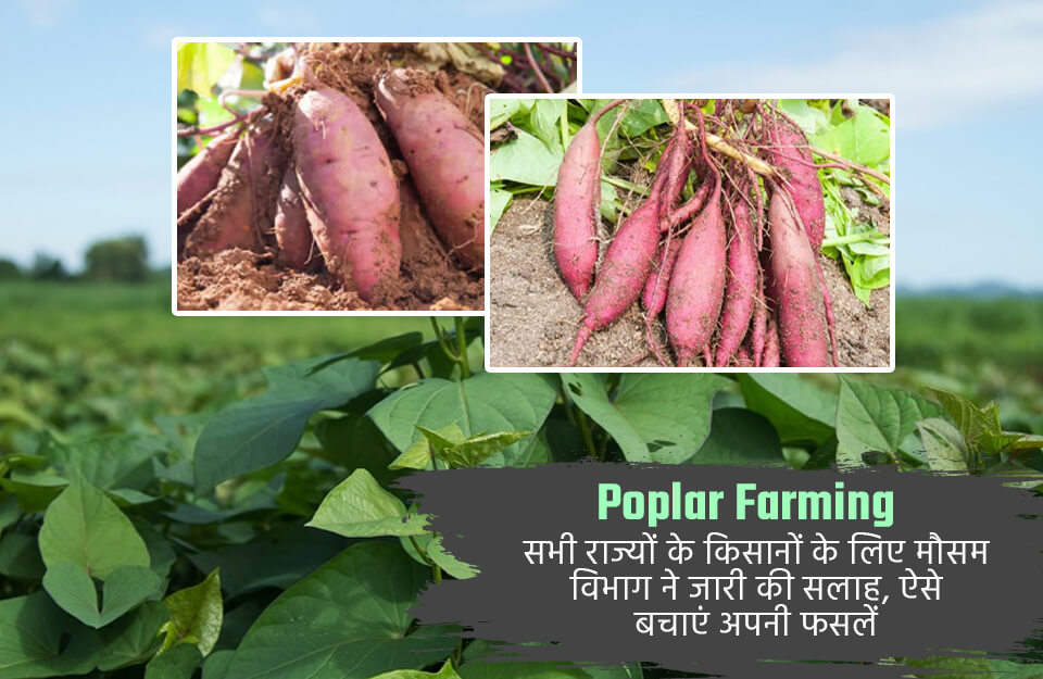 Sweet Potato Seeds Available online Here are All info About | Sweet