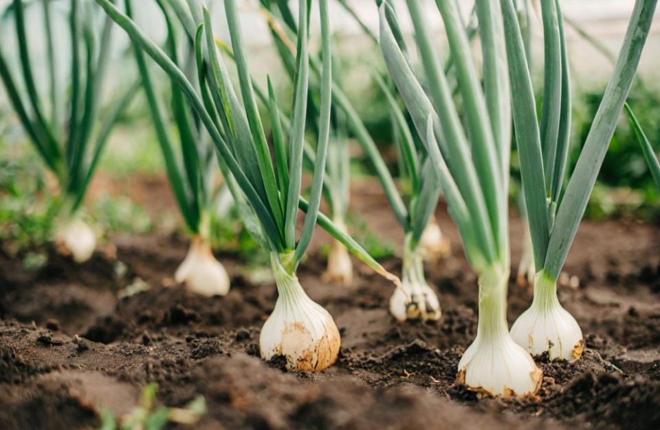 Onion Cultivation in Hindi: प्याज की फसल में इस प्रकार करें खाद का प्रयोग मिलेगी बंपर पैदावार, आइए Khetivyapar से जानें