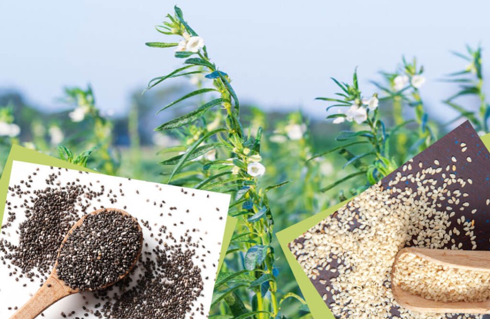 Sesame Cultivation: गेहूं की कटाई के बाद किसान करें तिल की खेती, होगी बंपर पैदावार