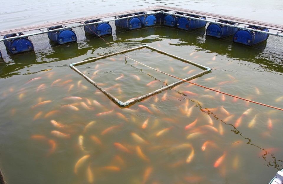 Blue Revolution in India, Employment in Fisheries Sector and Aquaculture