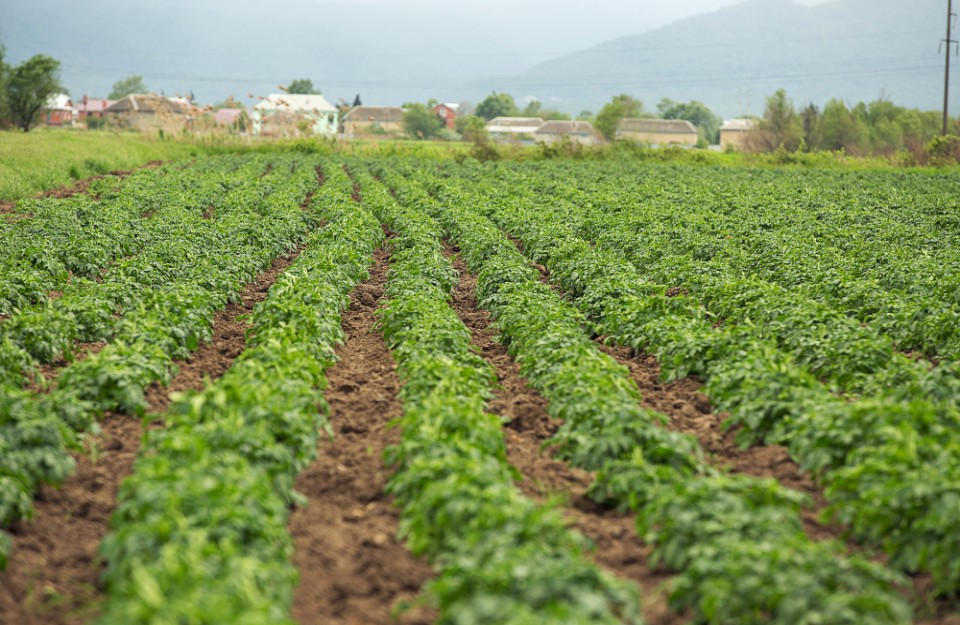 Organic Farming Supporting Farmer income and livelihood in india