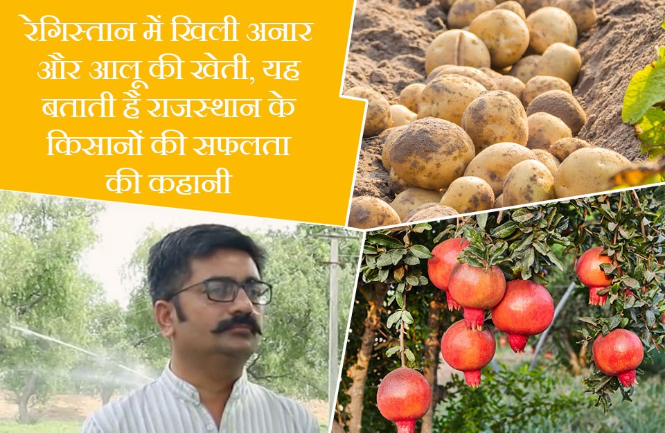 loader Pomegranate and Potato Cultivation in the Desert signifies the Success story of Rajasthan farmers, Know on khetivyapar