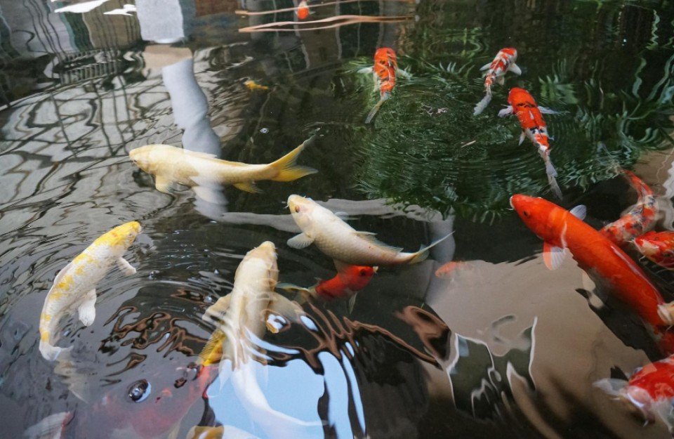 loader Fish Farming: यदि किसान गर्मियों में कर रहे हैं मछली पालन तो, इन बातों का रखें खास ध्यान, आइए Khetivyapar पर जानें