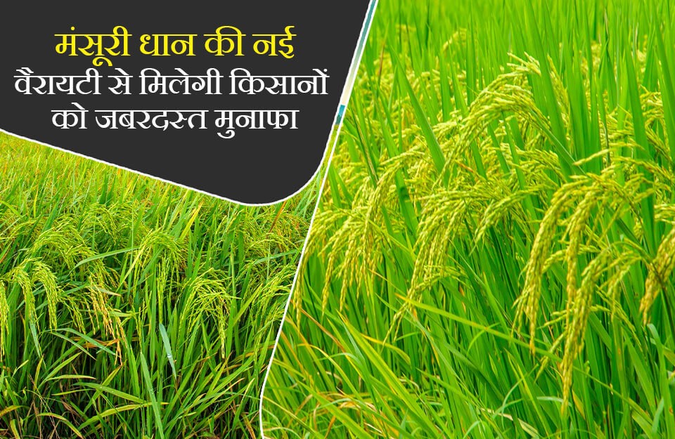 loader Mansuri Paddy Variety: मंसूरी धान की नई वैरायटी से मिलेगी किसानों को जबरदस्त मुनाफा