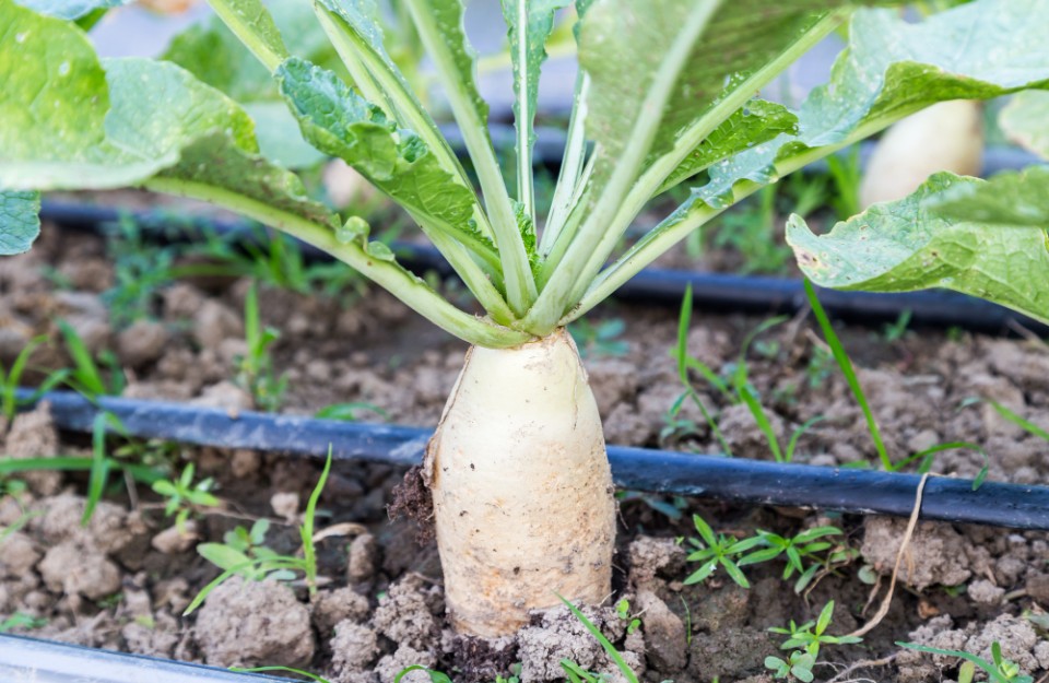 loader Radish Farming: मूली की काशी हंस किस्म के बीज कहां से खरीदें, और जाने इसकी खासियत
