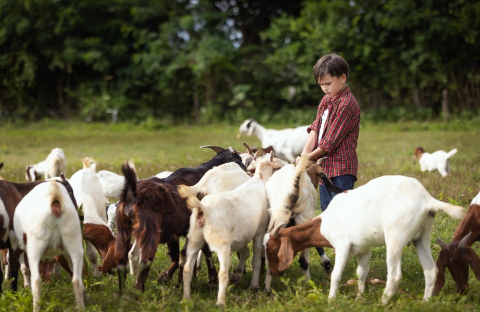 loader Bihar Government Offering Up to ₹2.45 Lakh Subsidy for Setting Up Goat Farms