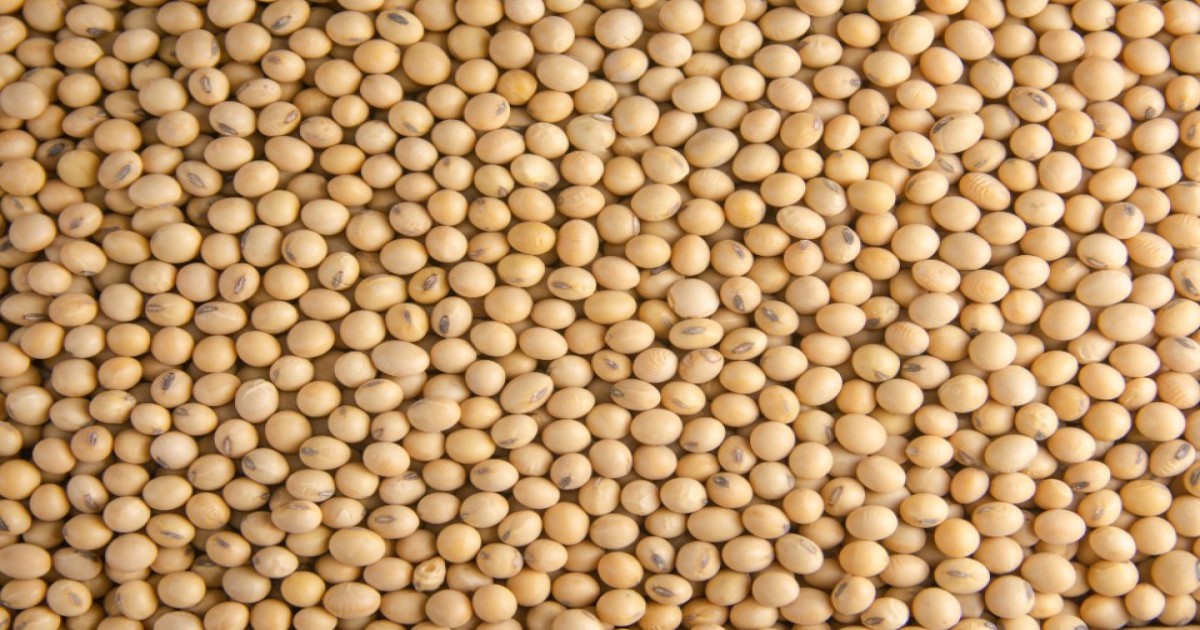 loader Soybean Price: सोयाबीन की कीमतों में आयी भारी गिरावट, किसान कर रहे दाम बढ़ाने की मांग