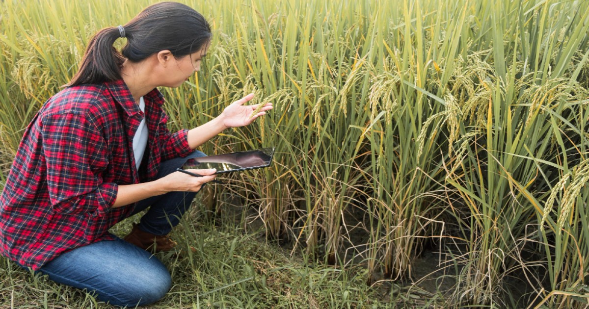 loader Paddy insect: सितंबर में धान की फसल को नुकसान पहुंचाने वाले इन 2 कीटों से कैसे बचें, जानिए यहाँ