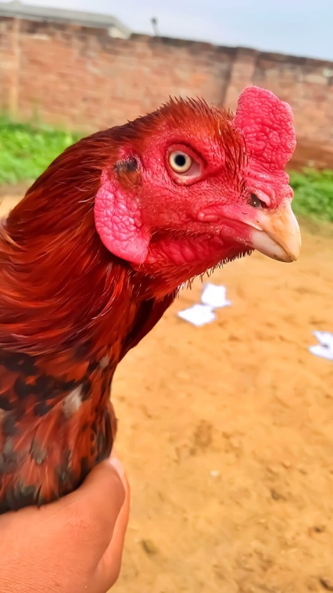 भारत में पाई जाने वाली मुर्गियों की प्रमुख नस्लें